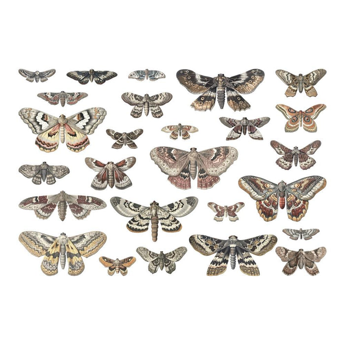 Tim Holtz Idea-ology - Transparencies Moths